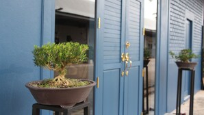 Un bonsái en maceta frente a una puerta azul con un picaporte de latón.