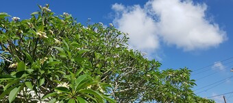 サイパン ファミリー レジデンス