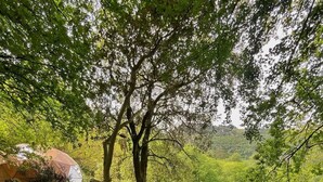 Una persona en un jacuzzi con una bandeja de madera que sostiene vasos y una botella, rodeada de árboles y un paisaje cubierto de césped.