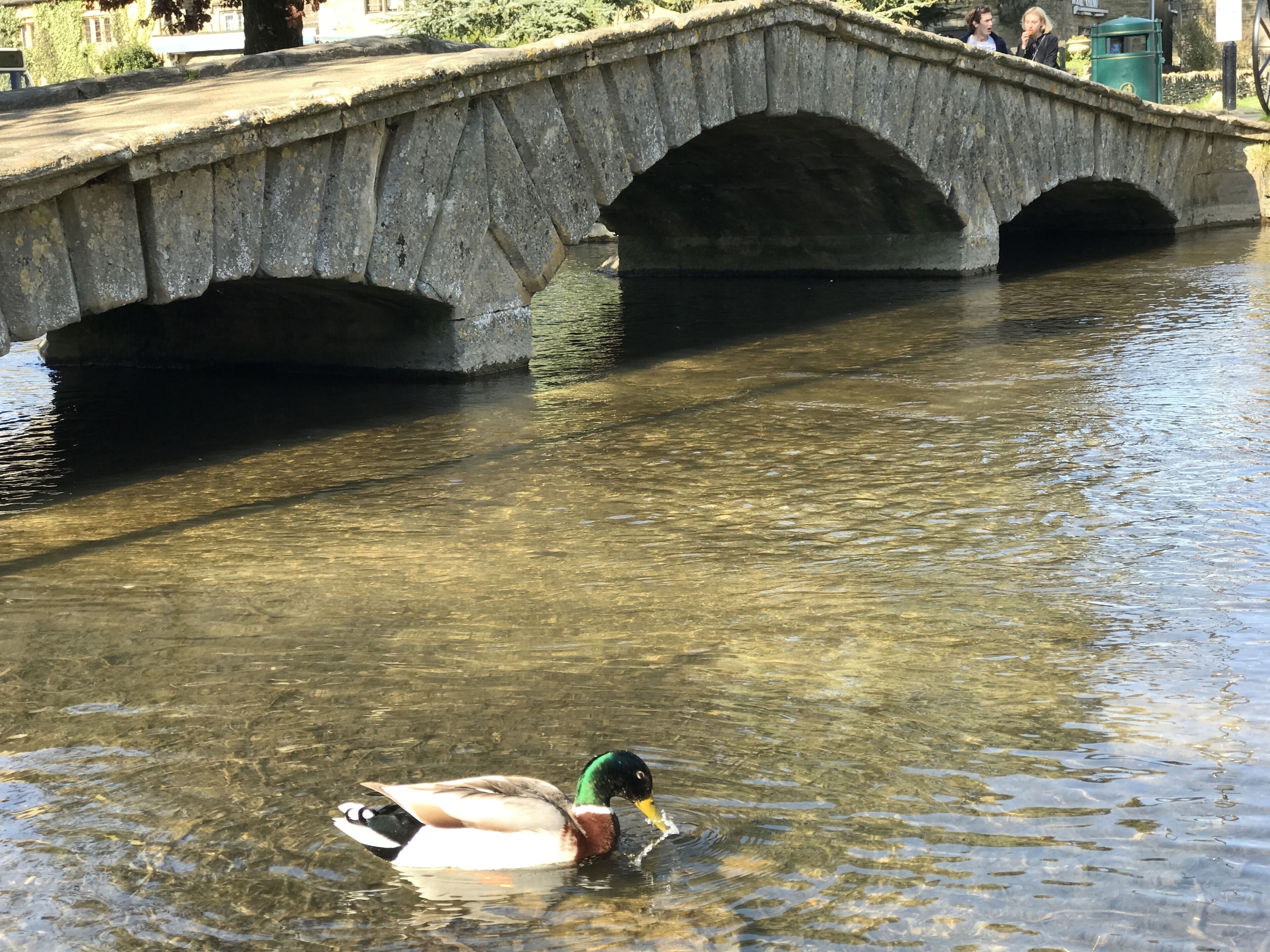 A duck swimming in a clear water body under a stone bridge.