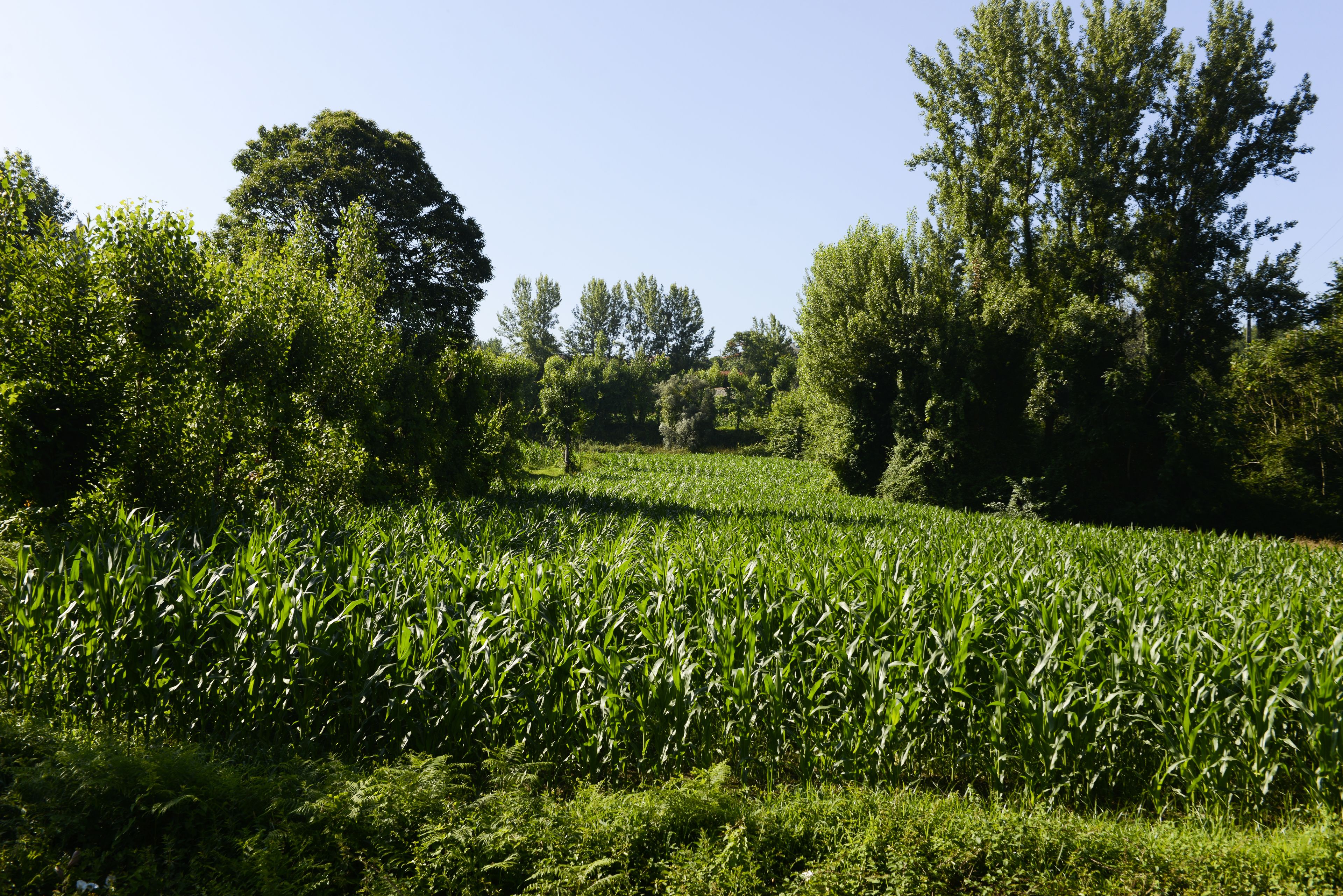 A field of crops with trees in the background.