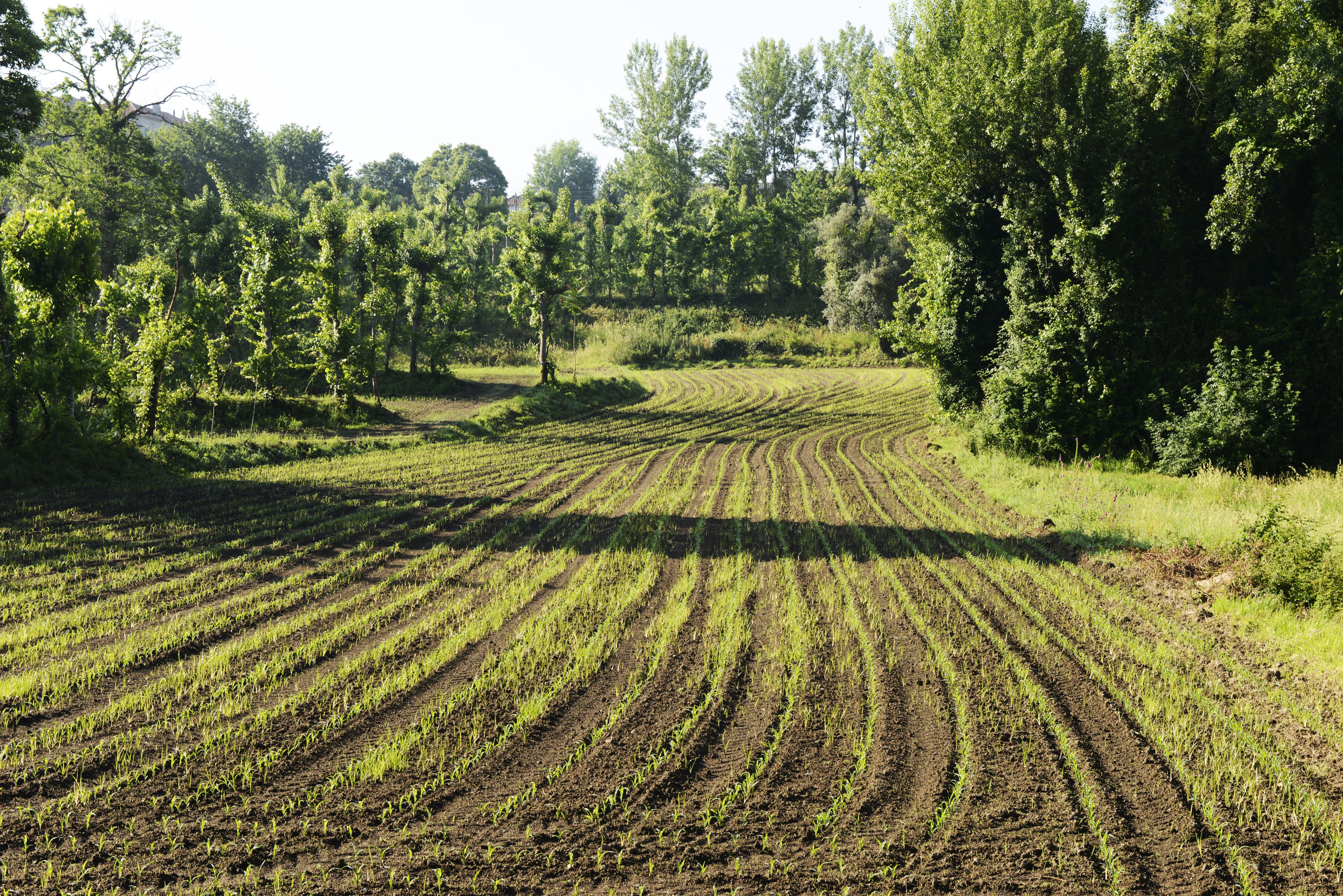 Un campo con hileras de cultivos jóvenes, rodeado de árboles frondosos y vegetación.