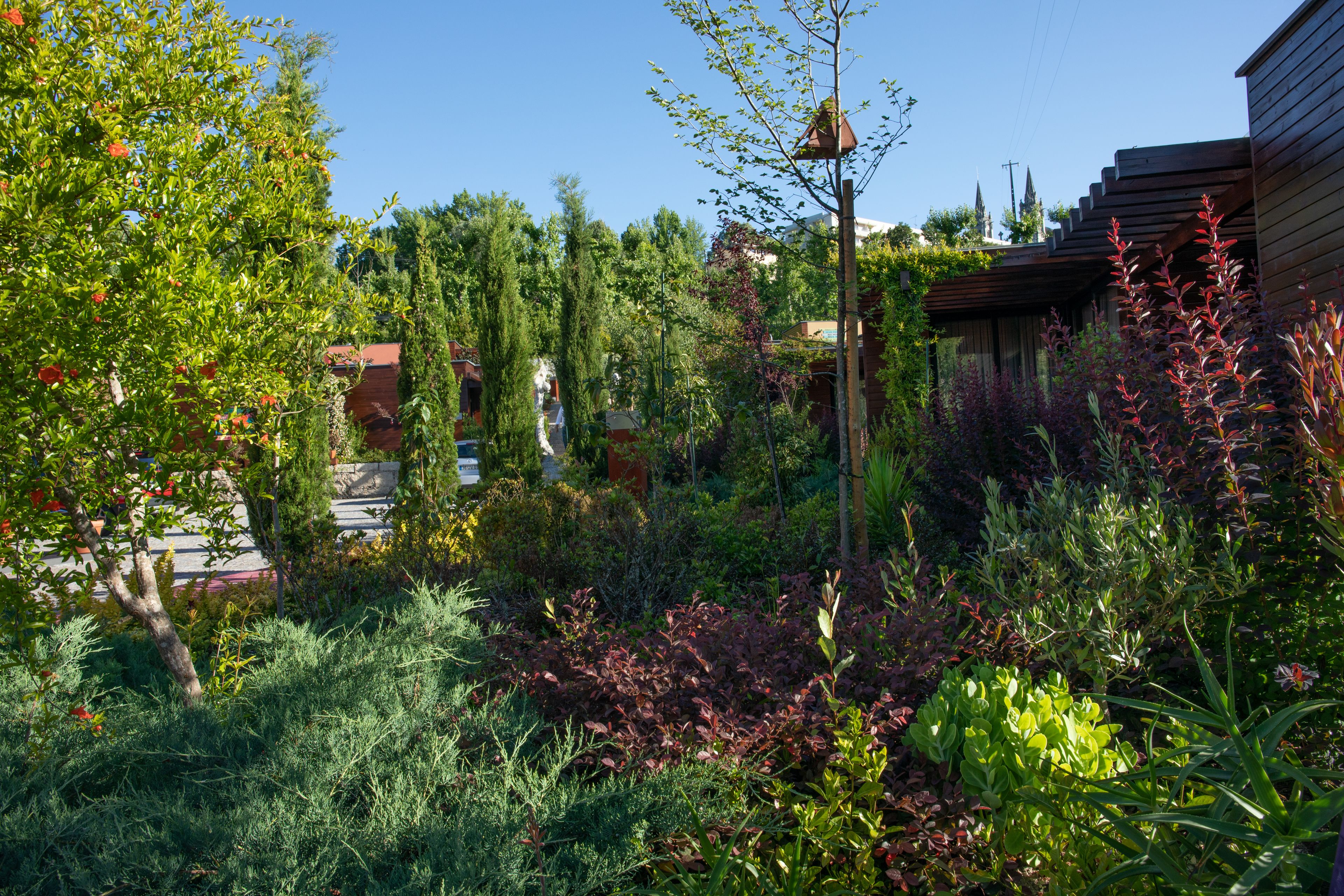 Un jardin avec différentes espèces de plantes et une structure en bois.