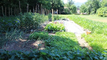 Jardin