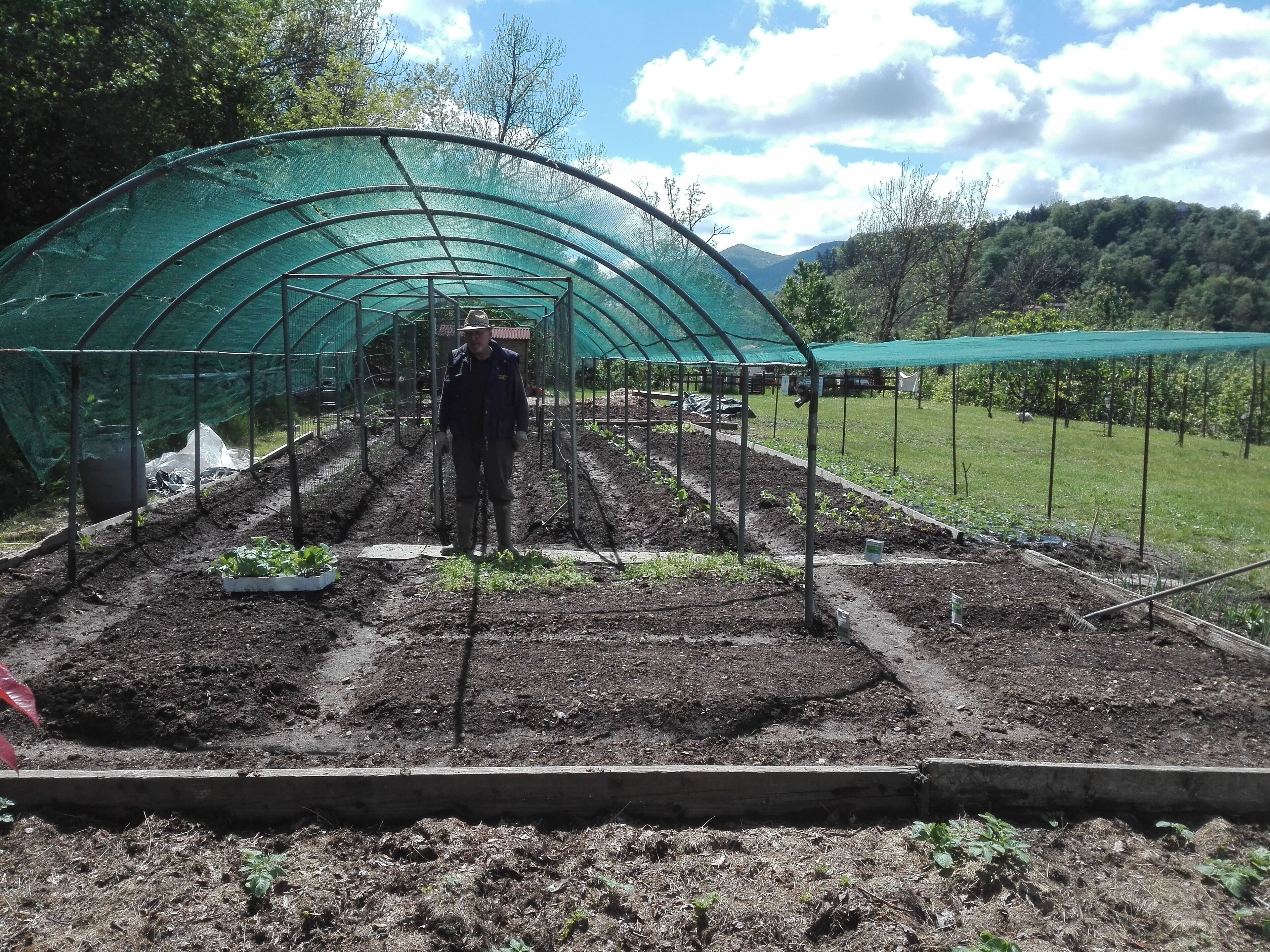 A greenhouse with rows of plants, a person standing in the middle, and a mountainous landscape in the background.
