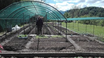 A greenhouse with rows of plants, a person standing in the middle, and a mountainous landscape in the background.