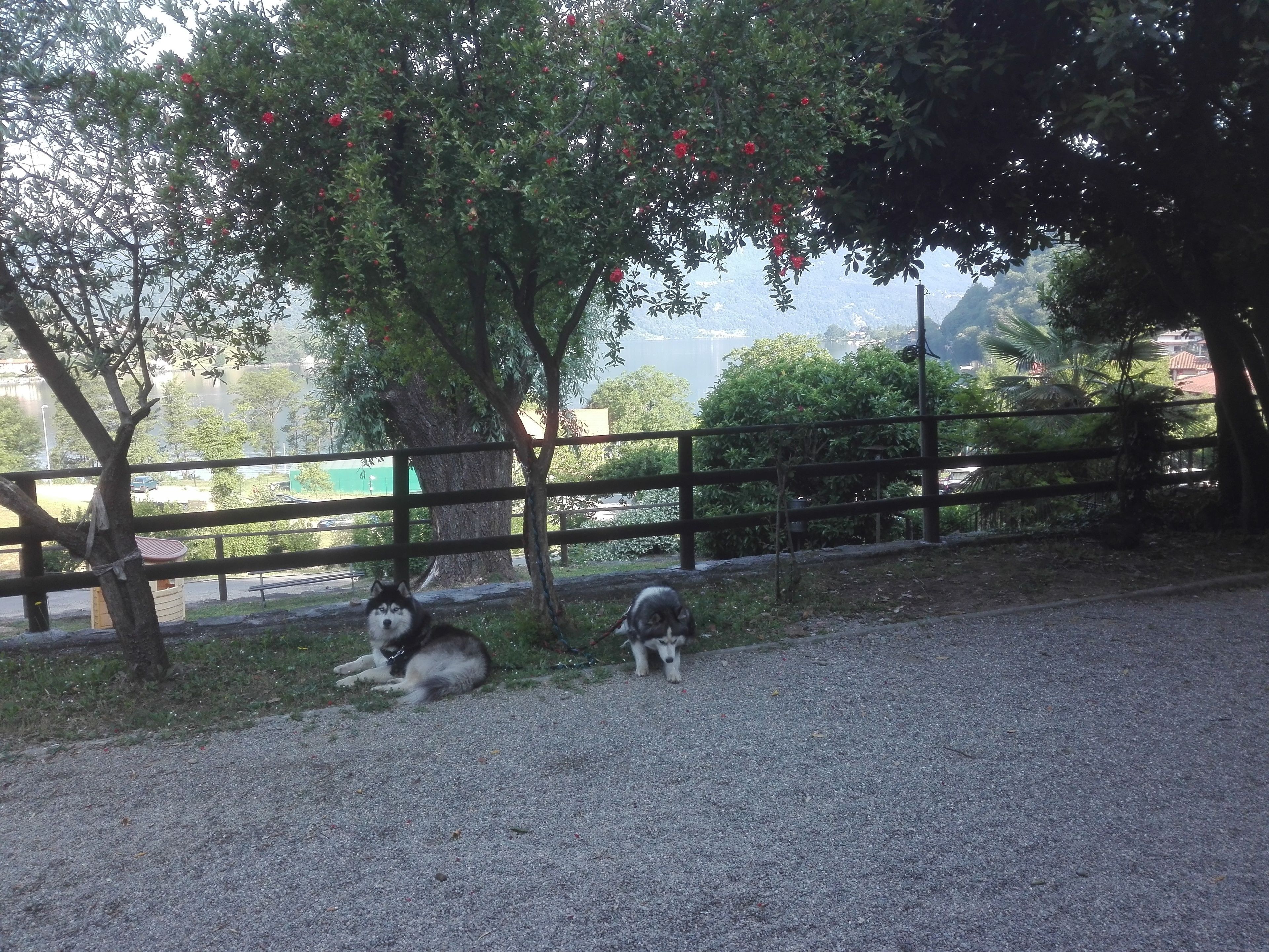Een omheind buitengebied met twee honden, een grindpad en bomen met rode bloemen.