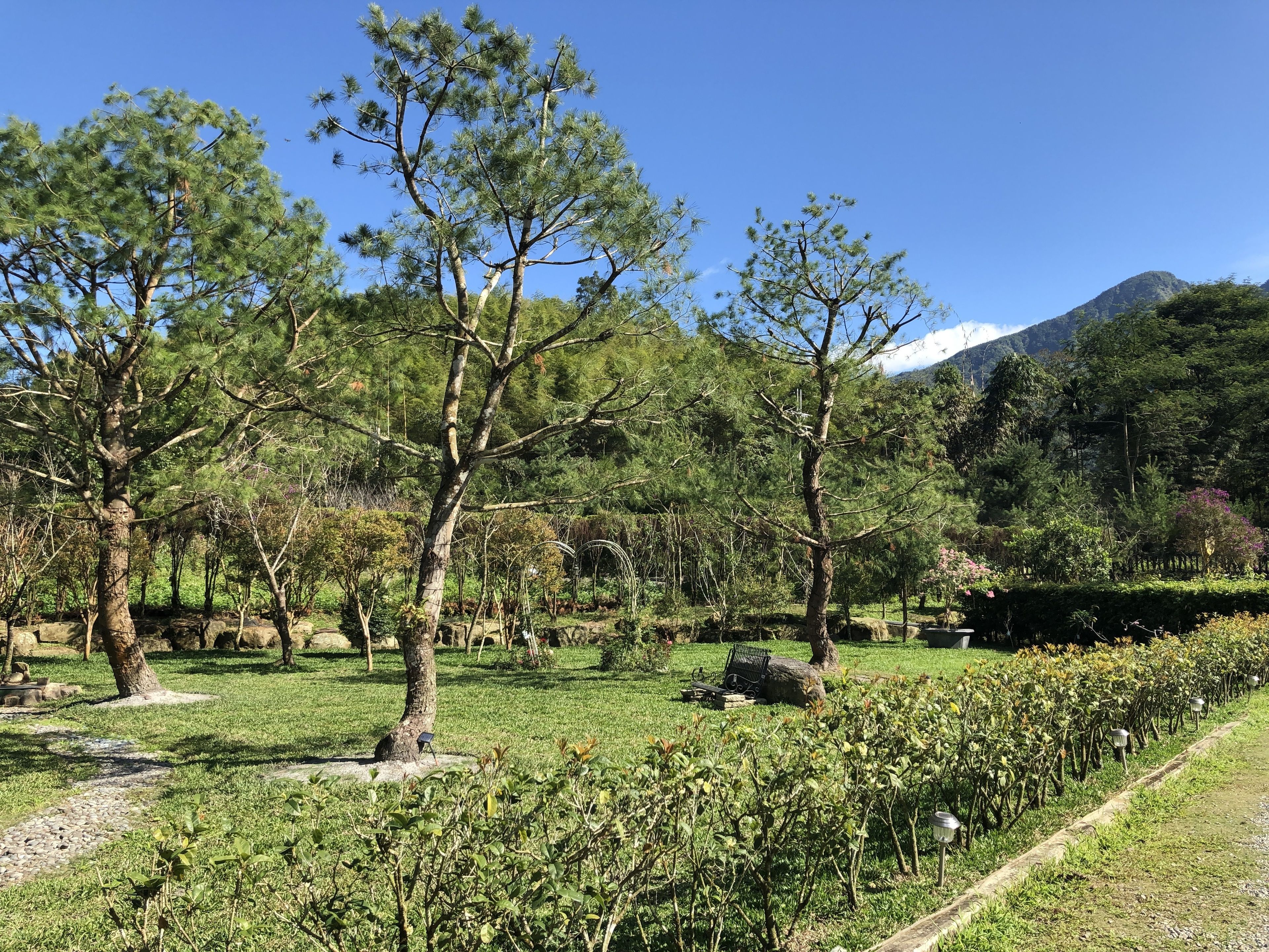 Un jardin avec différents types d’arbres, un sentier et une montagne en arrière-plan.