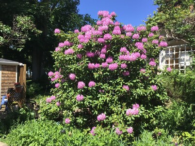 The Stella Rose B&B