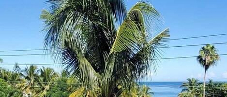 A balcony with a view of a palm tree and a road.
