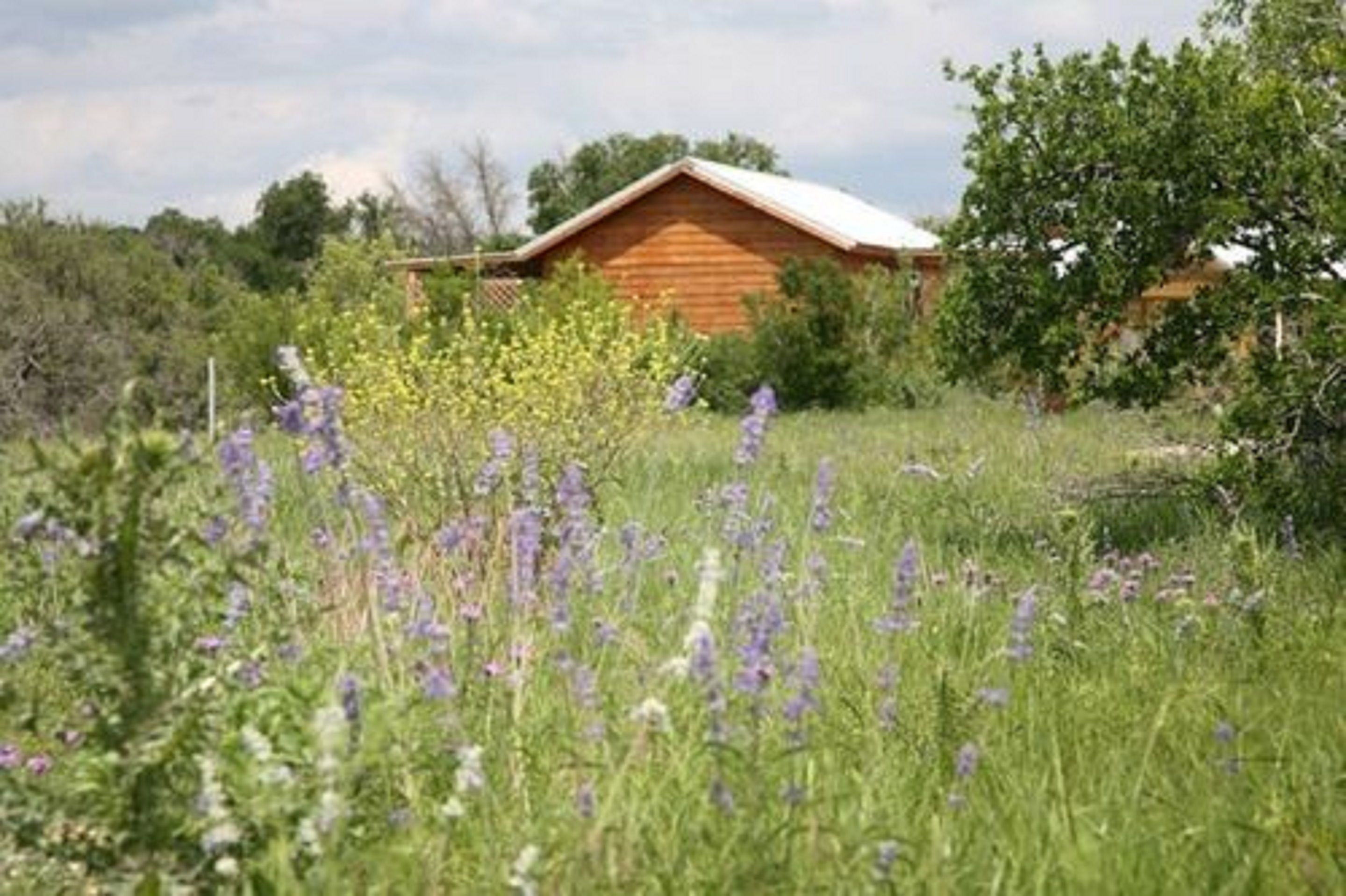 A wooden cabin surrounded by wildflowers and greenery.