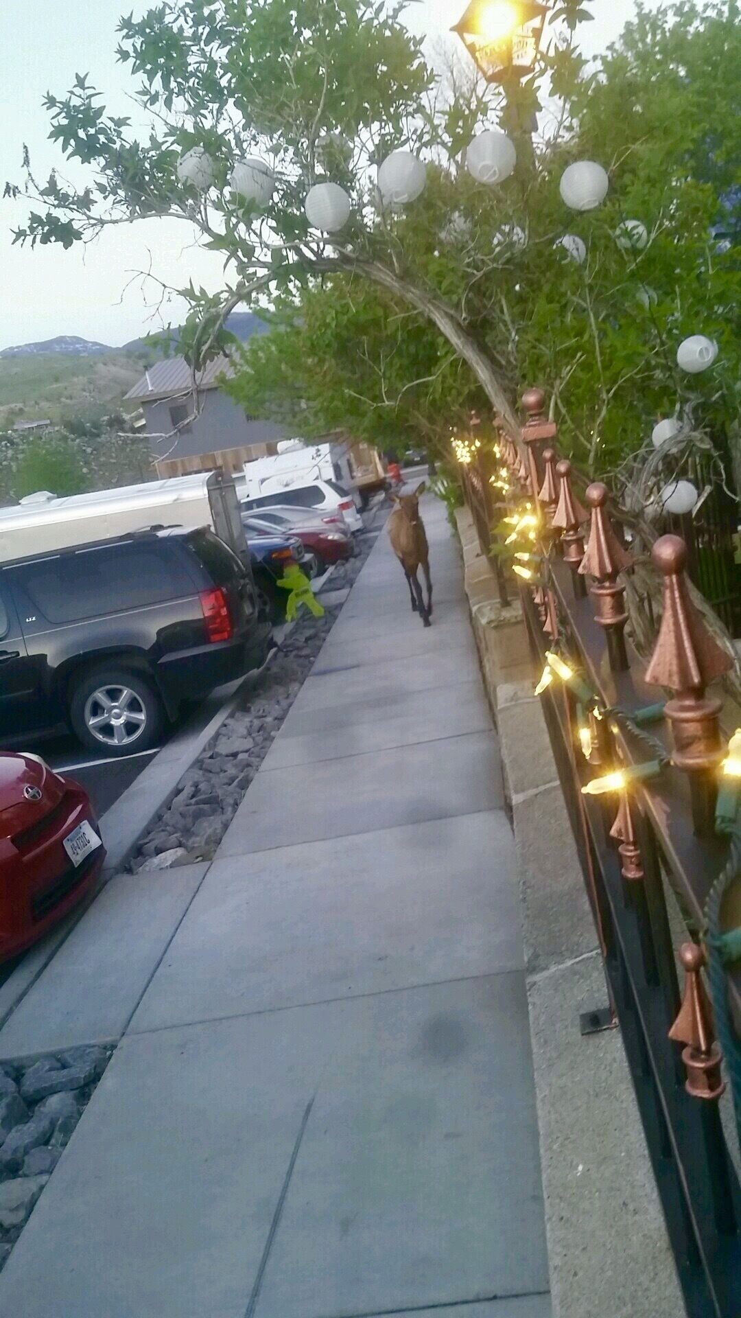 Un chemin piétonnier bordé de lampadaires décoratifs et d’un arbre.