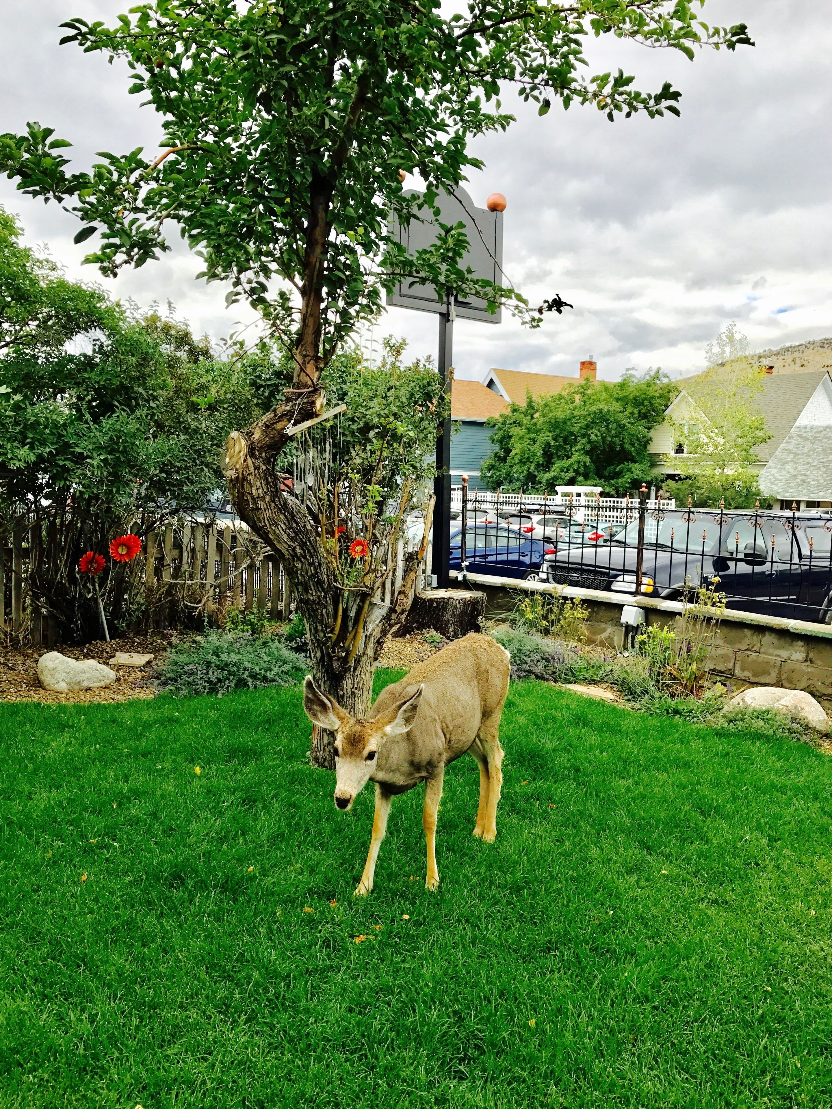Un cerf se trouve dans une zone herbeuse, avec un arbre et une clôture en arrière-plan.