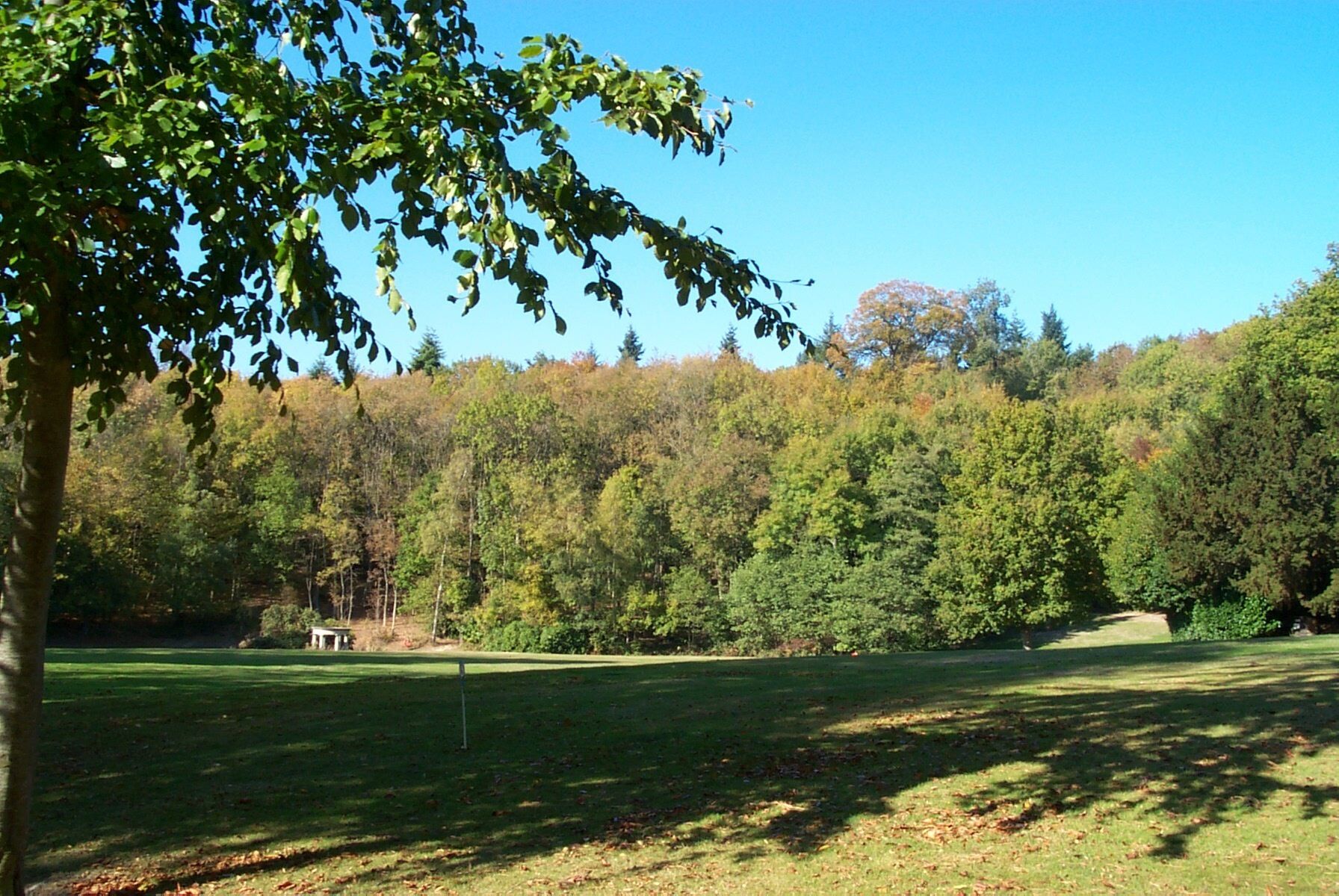 A golf course with a flagstick, surrounded by dense trees and a clear sky.
