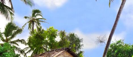 Una pequeña cabaña con techo de paja y un letrero que dice 'FRESH COCONUT', con vistas a palmeras y follaje.