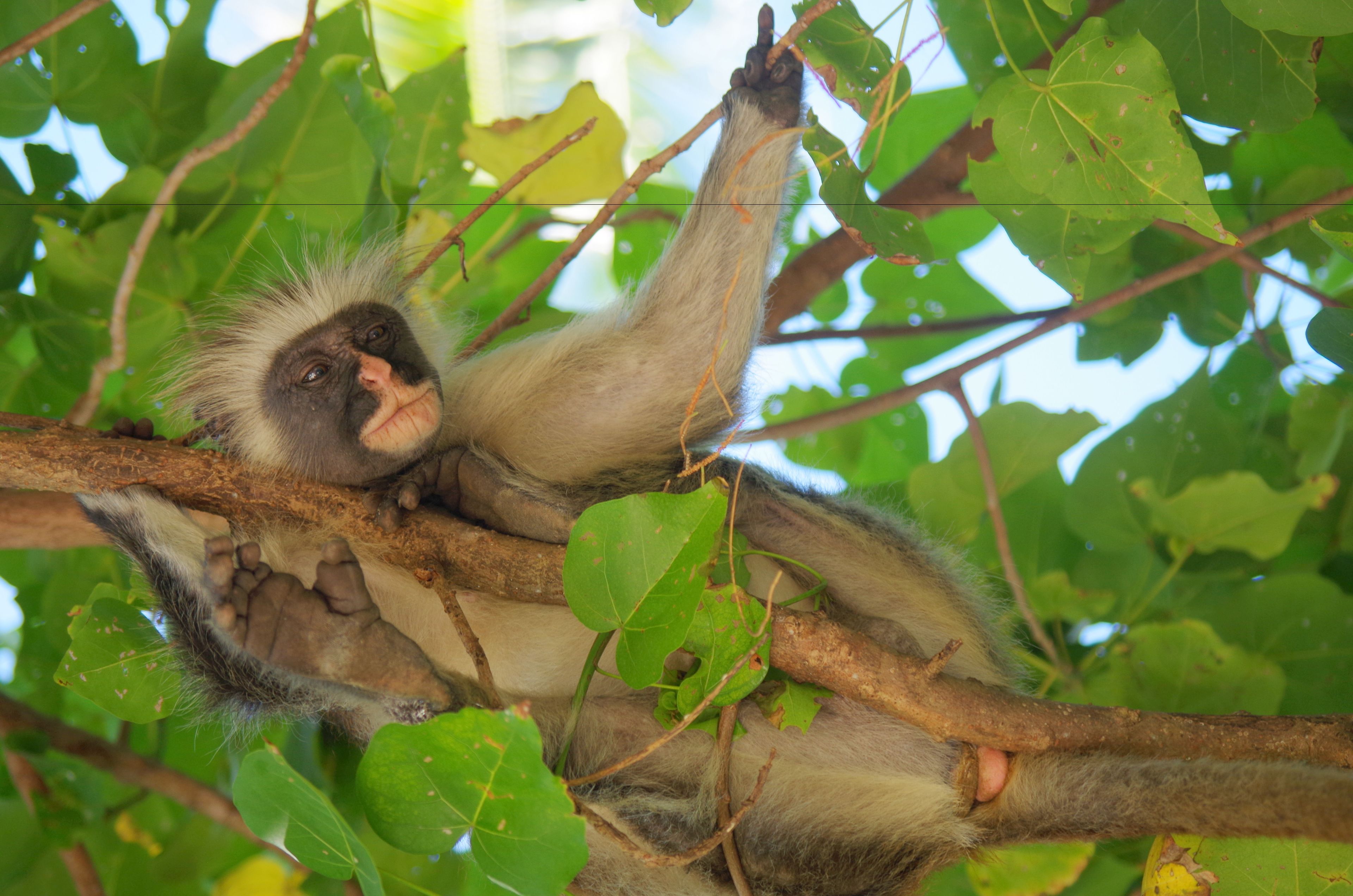 Foto - Kimte Beach Lodge