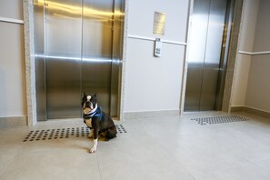 Pet-friendly - Hilton Garden Inn Santo André (Santo André)