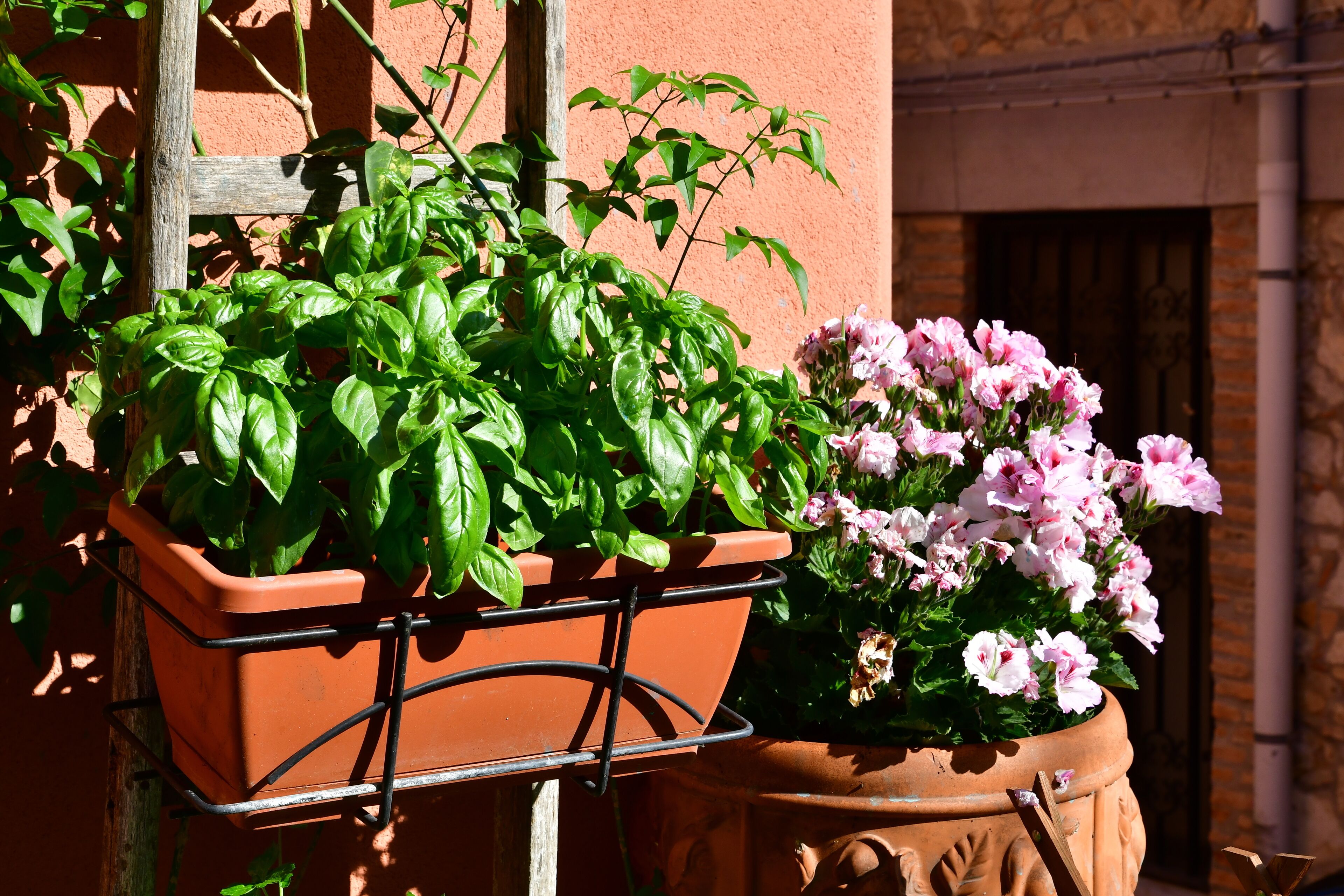 Macetas de terracota con albahaca y flores rosas frente a un muro de piedra.