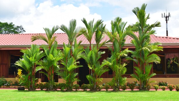 Un edificio con tetto in tegole rosse, circondato da rigogliose palme e piante fiorite.
