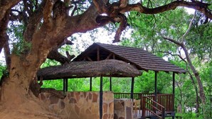 Unclassified image, 2 of 6, button - Molema Bush Camp - Campground (Tuli Lodge)