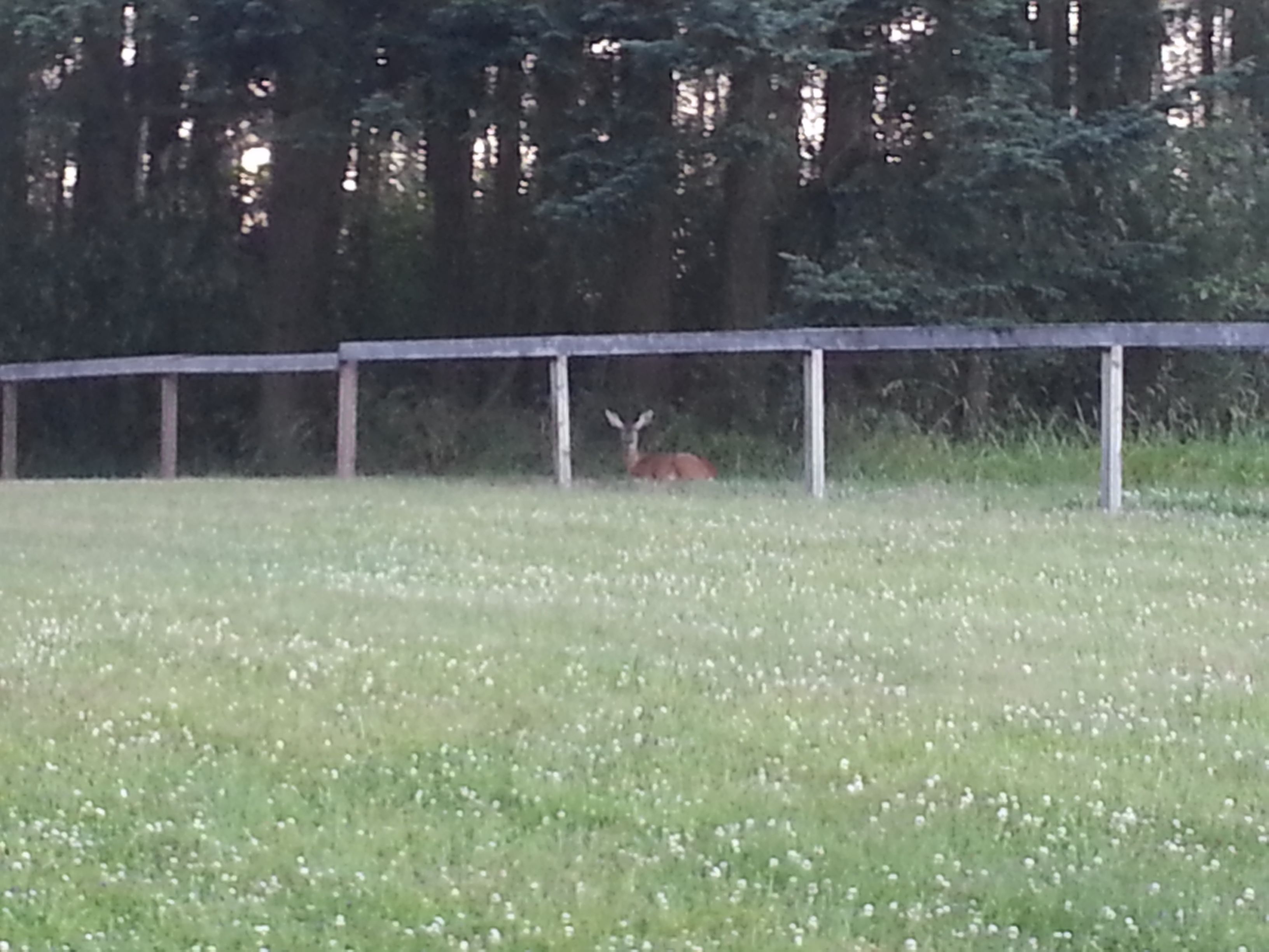 Un cerf dans un champ d’herbe, avec une clôture en bois en arrière-plan.