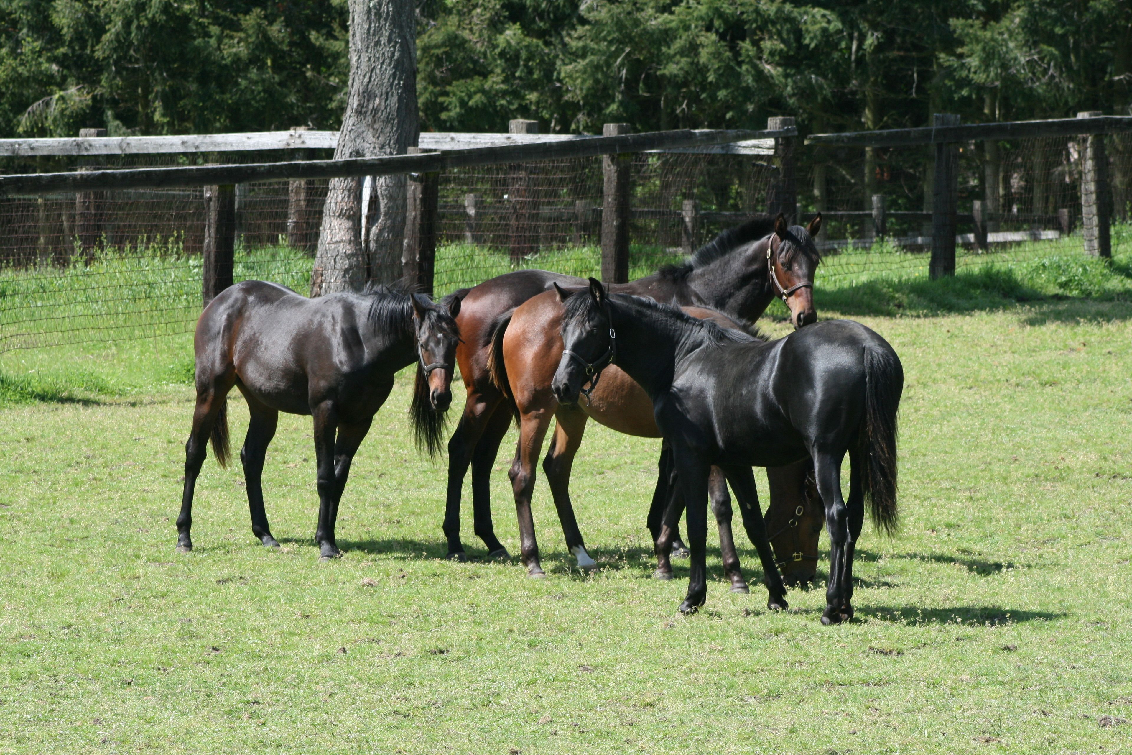 A group of horses in a fenced outdoor area.