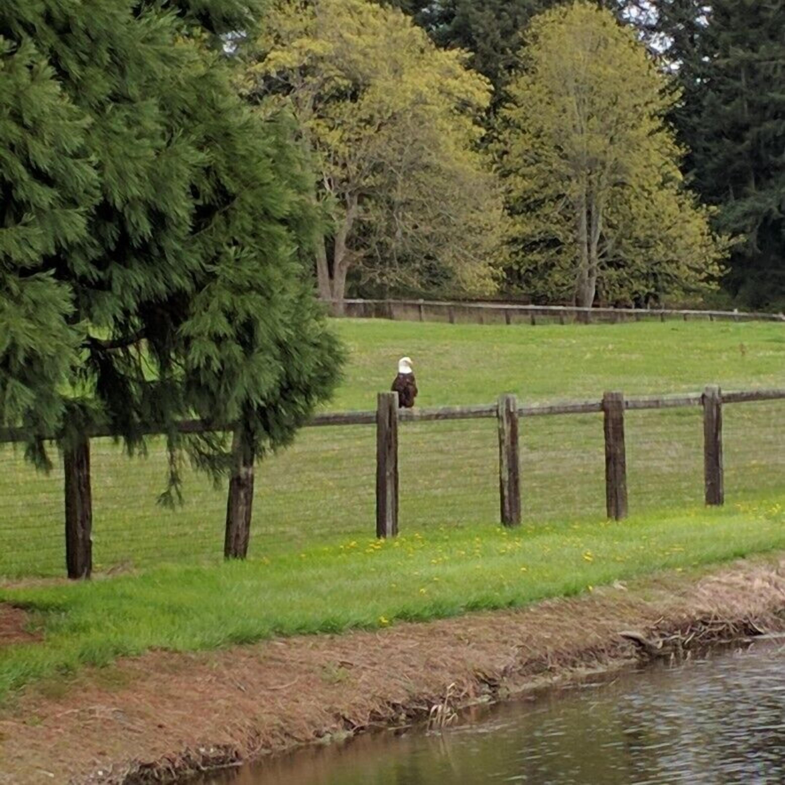 A rural landscape with a wooden fence, a grassy field, and a body of water.