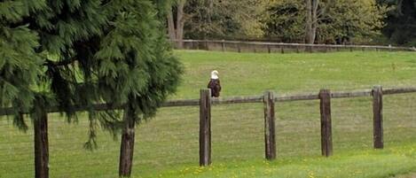 A rural landscape with a wooden fence, a grassy field, and a body of water.