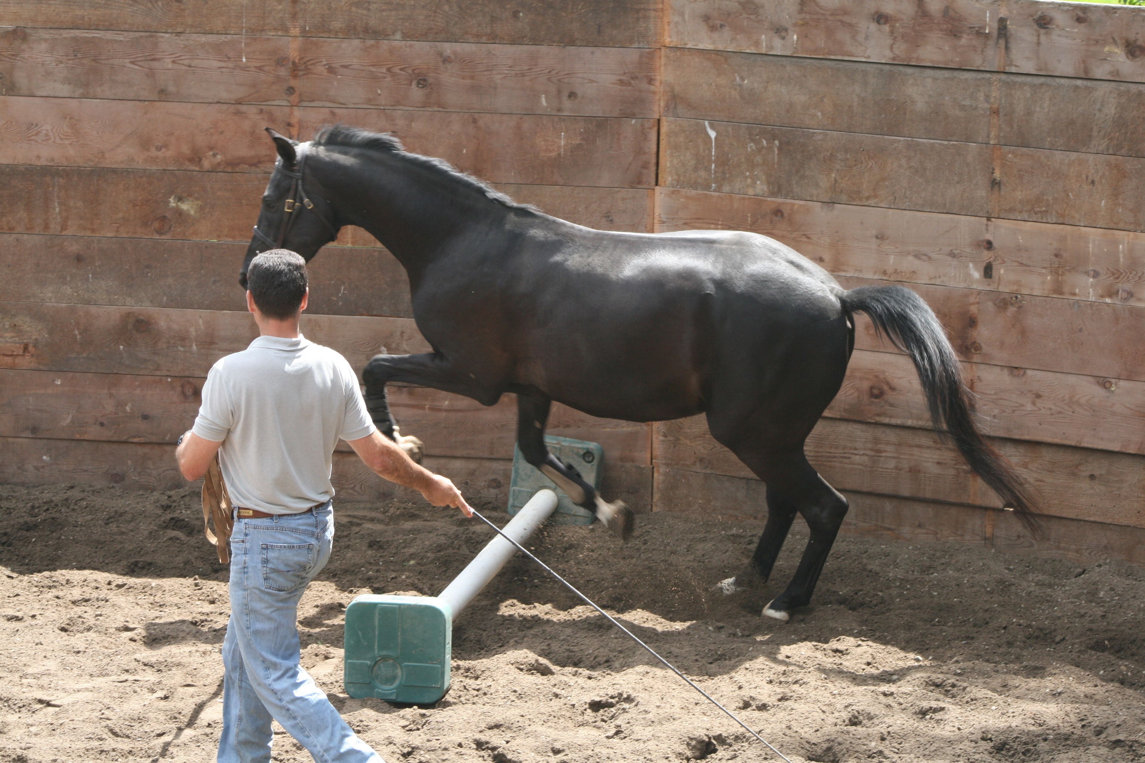 Una persona guiando un caballo en un establo con paredes de madera y suelo de tierra.