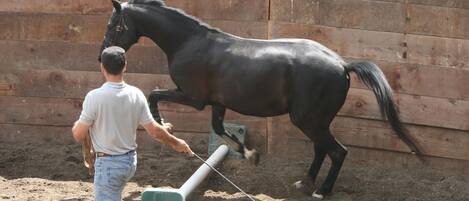 Una persona guiando un caballo en un establo con paredes de madera y suelo de tierra.