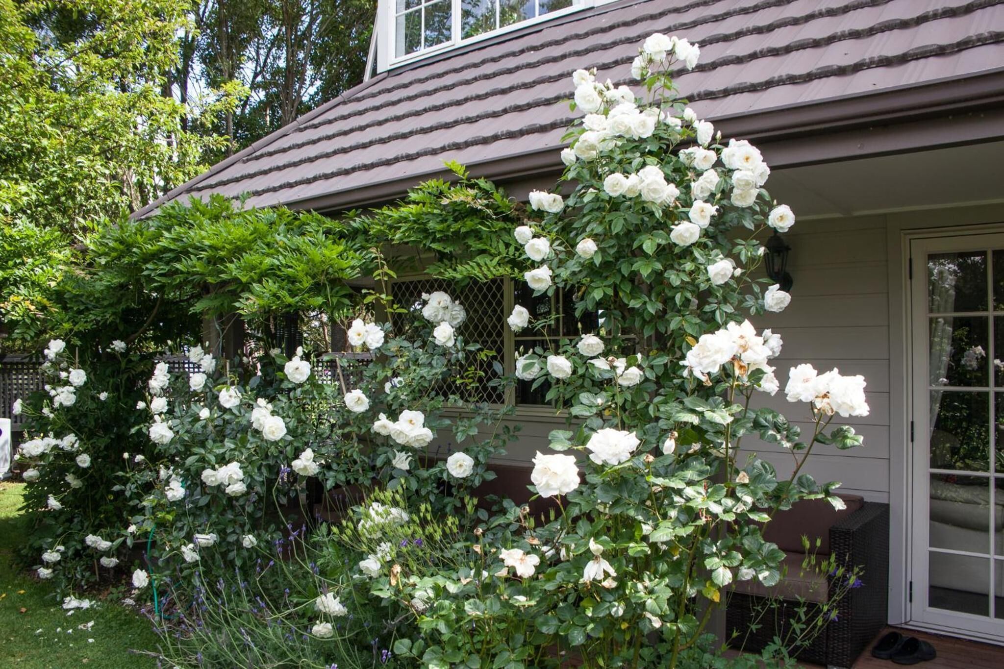 Ein Haus mit einem Garten, der weiße Rosen und grüne Bepflanzung zeigt.