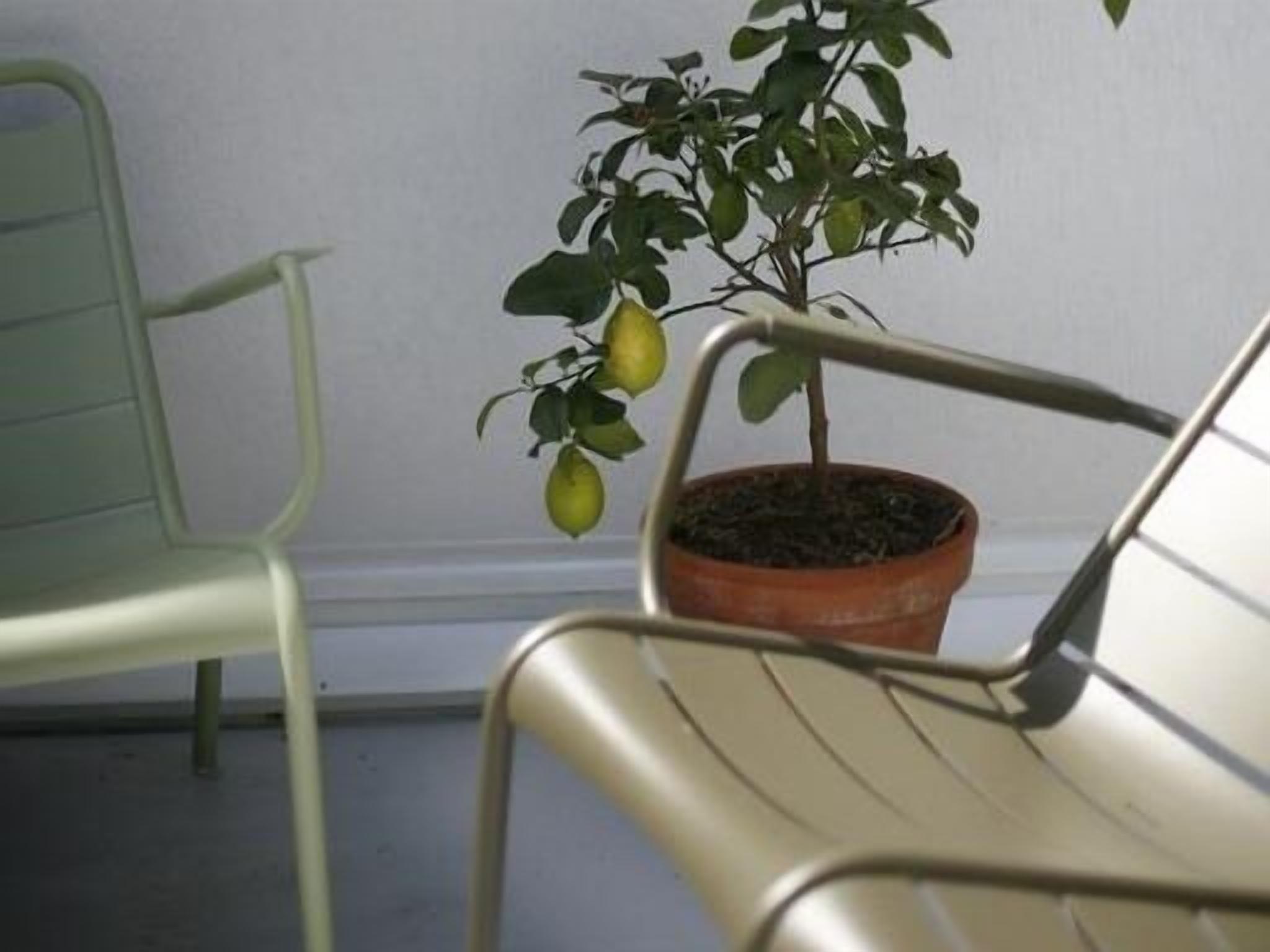 Foto - Les 4 étoiles