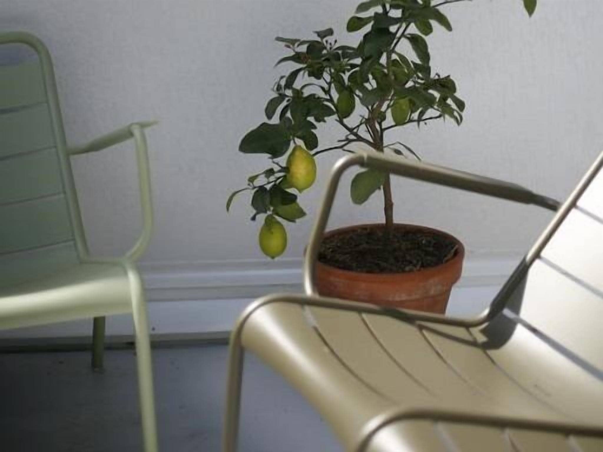 Foto - Les 4 étoiles