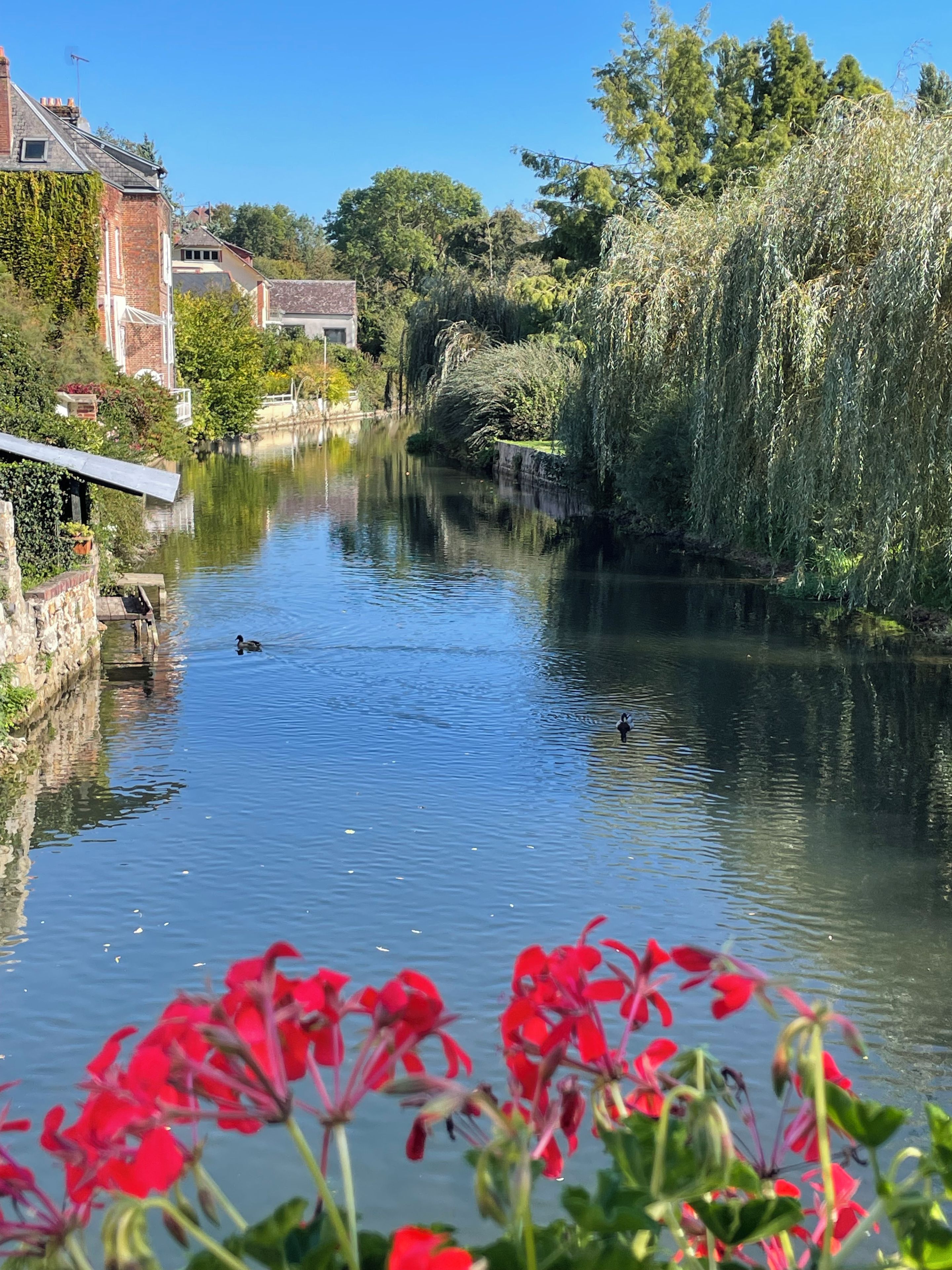 Un río tranquilo con un pato nadando, rodeado de vegetación y edificios.