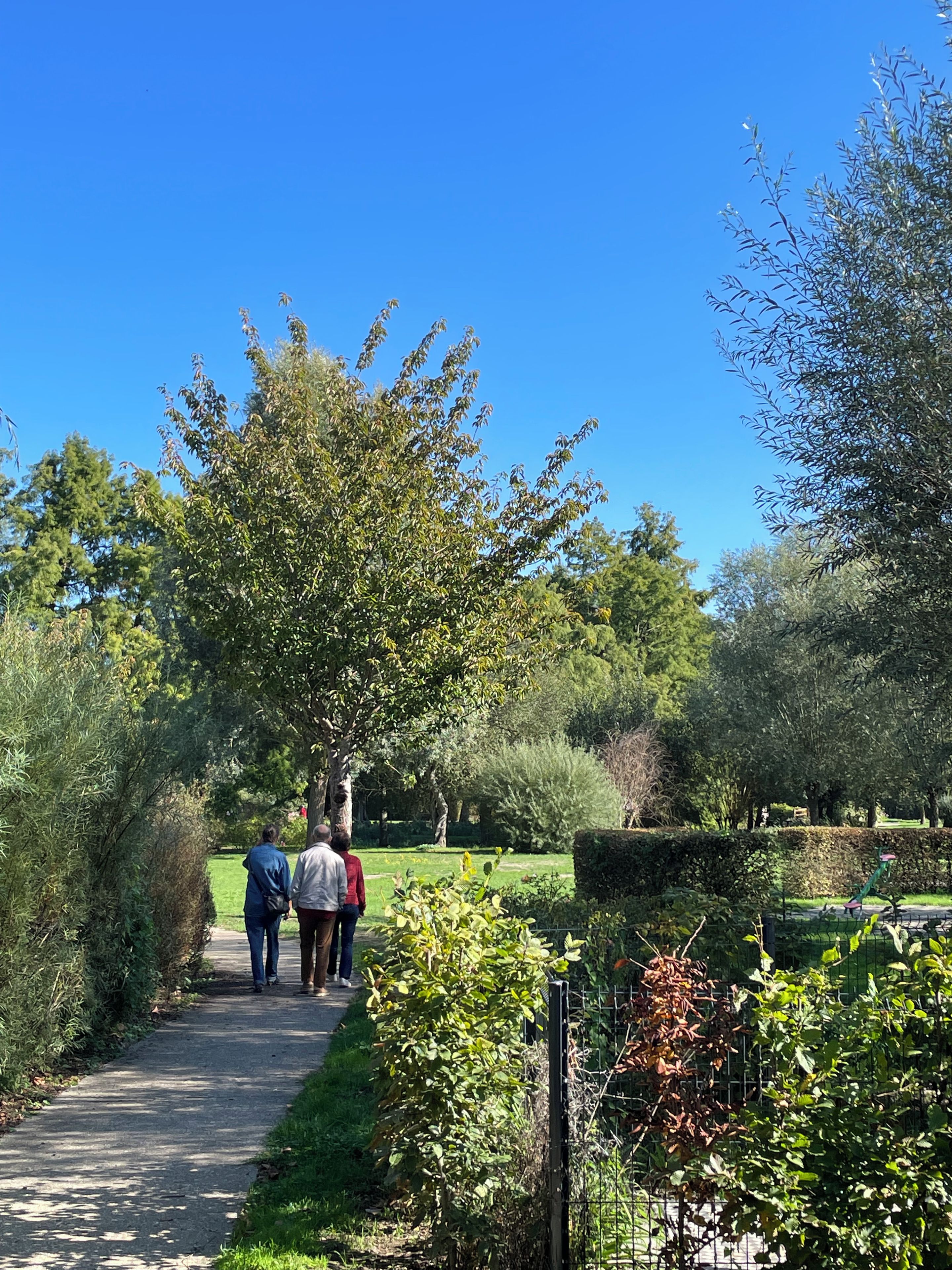 A pathway in a park with trees and a fence on one side.