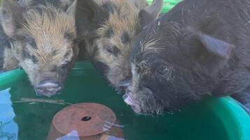 Estúdio luxo, 1 quarto, vista para o jardim, no piso térreo (Garden Lodge) | Vista do quarto