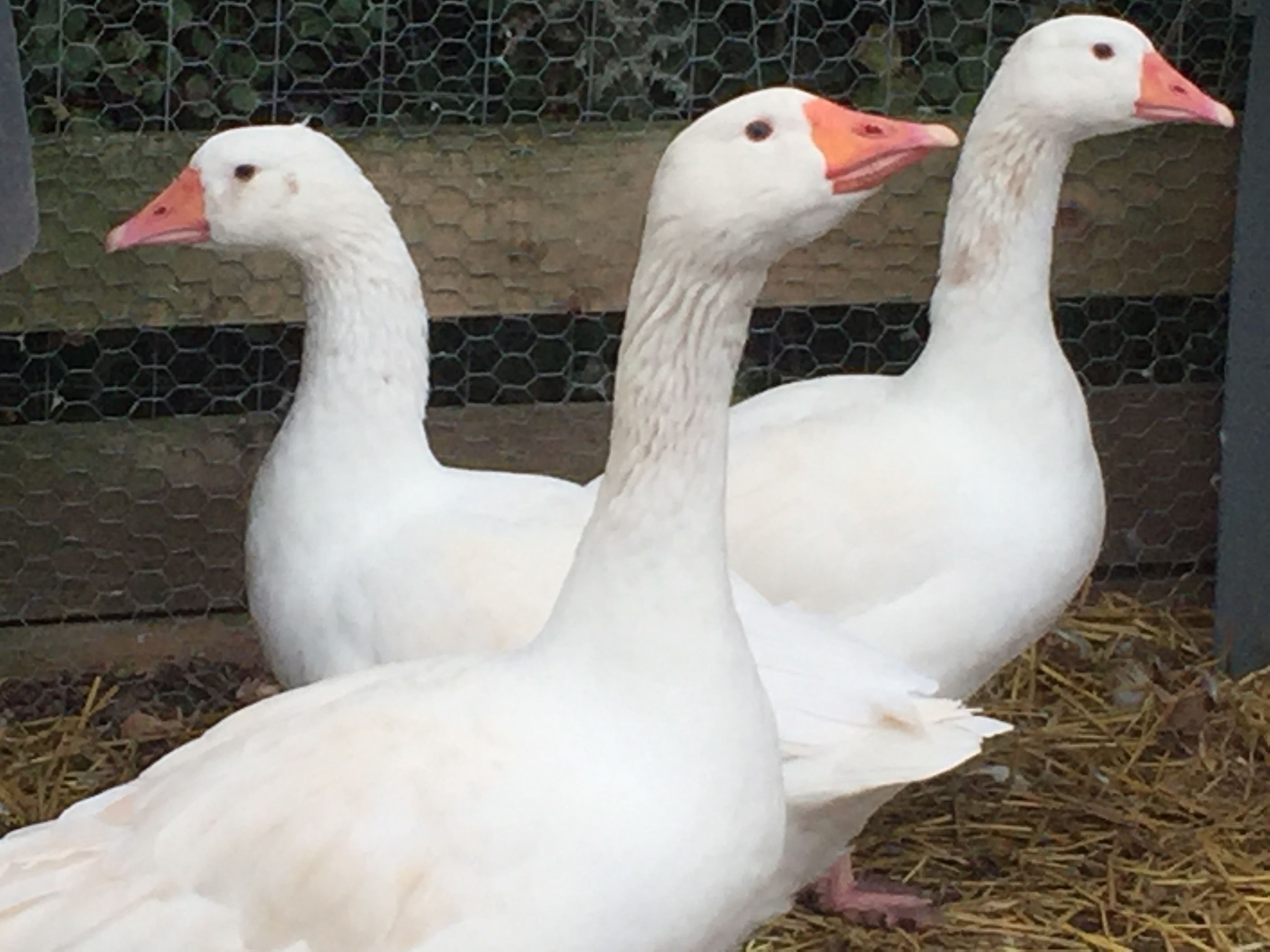 Three white geese with orange beaks and feet standing on straw.