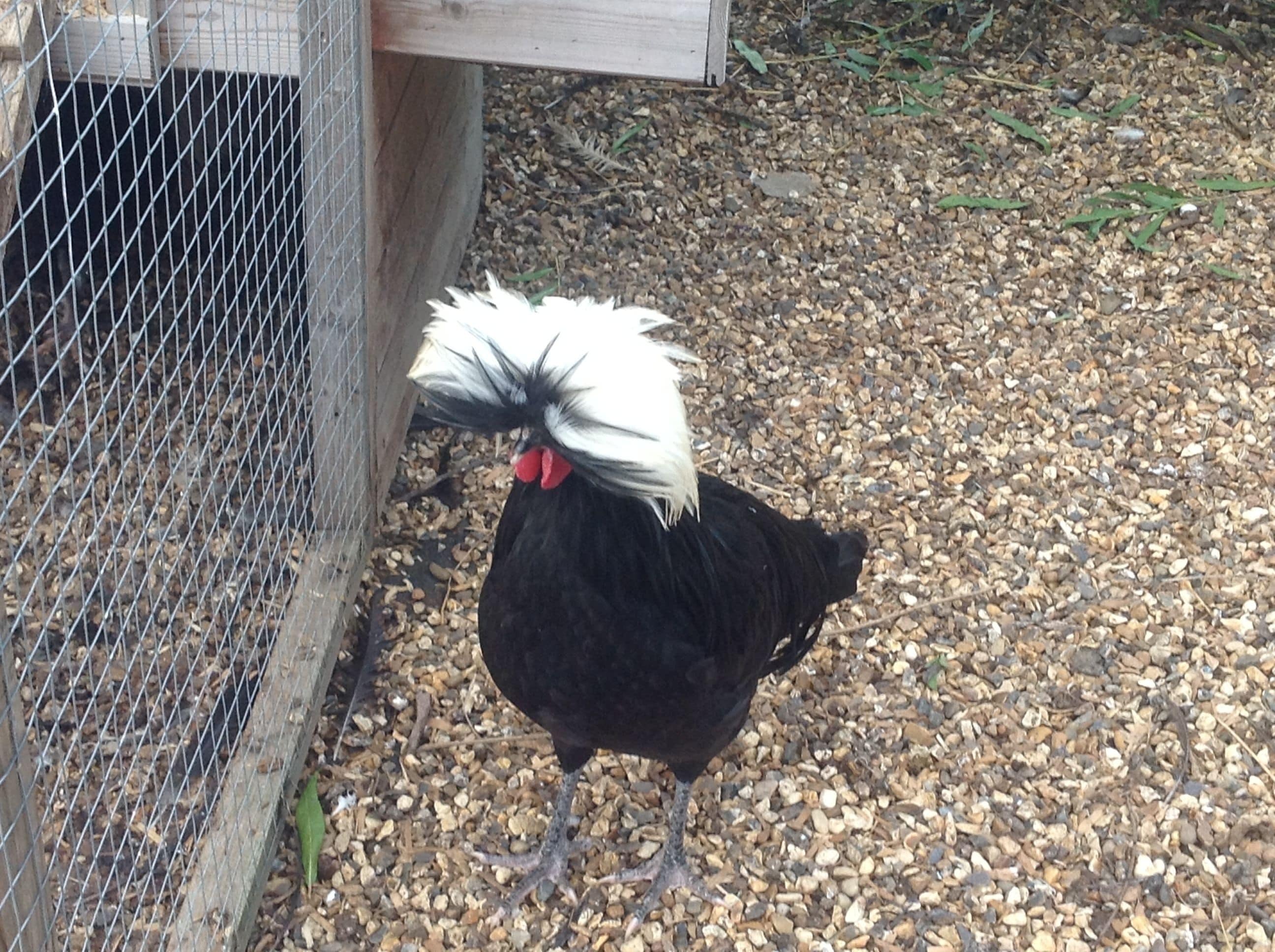 Un pollo negro con una cresta blanca distintiva y una cresta roja sobre grava.