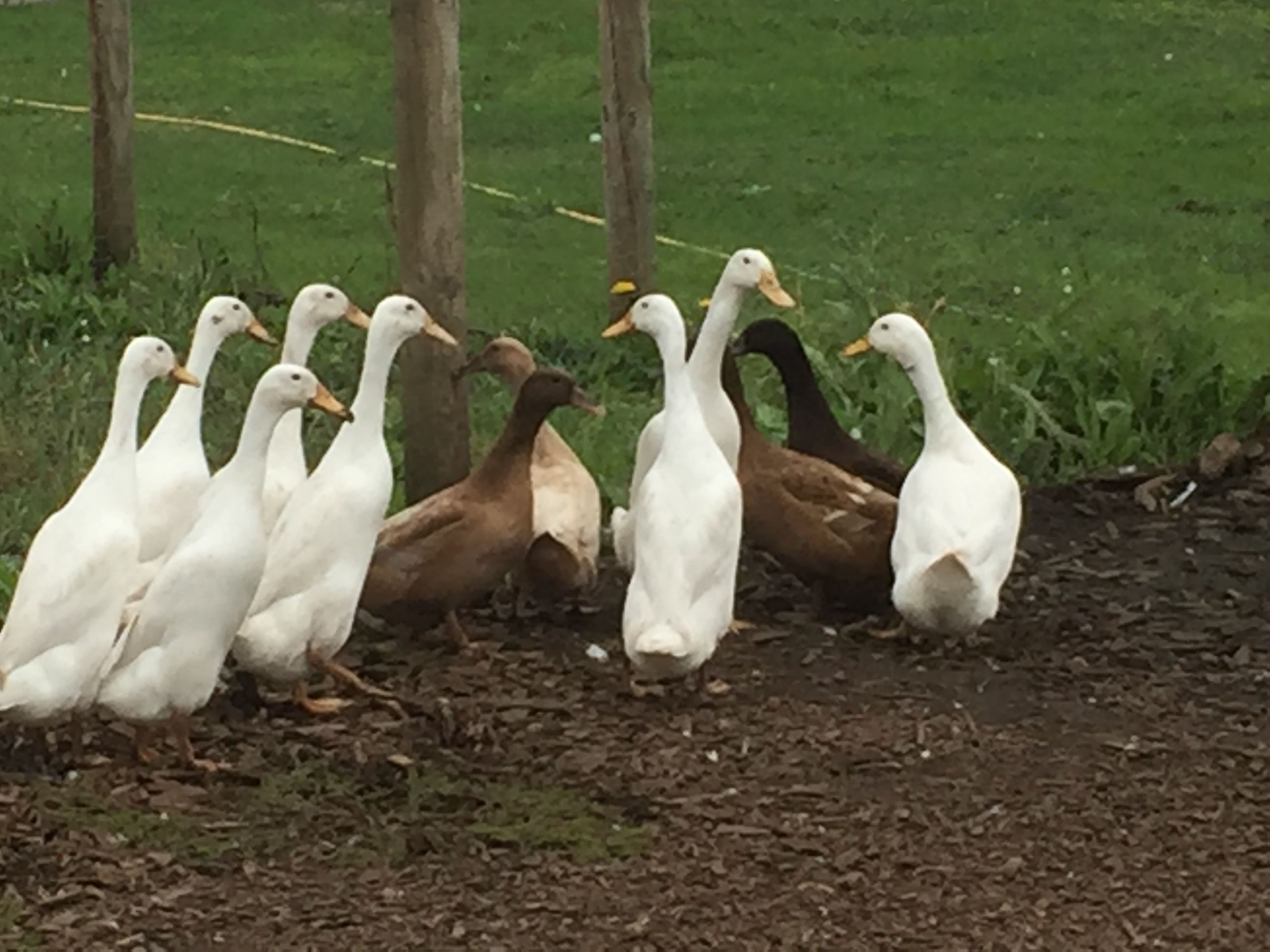 A group of ducks standing on a grassy area with trees in the background.