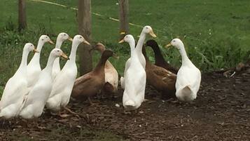 A group of ducks standing on a grassy area with trees in the background.