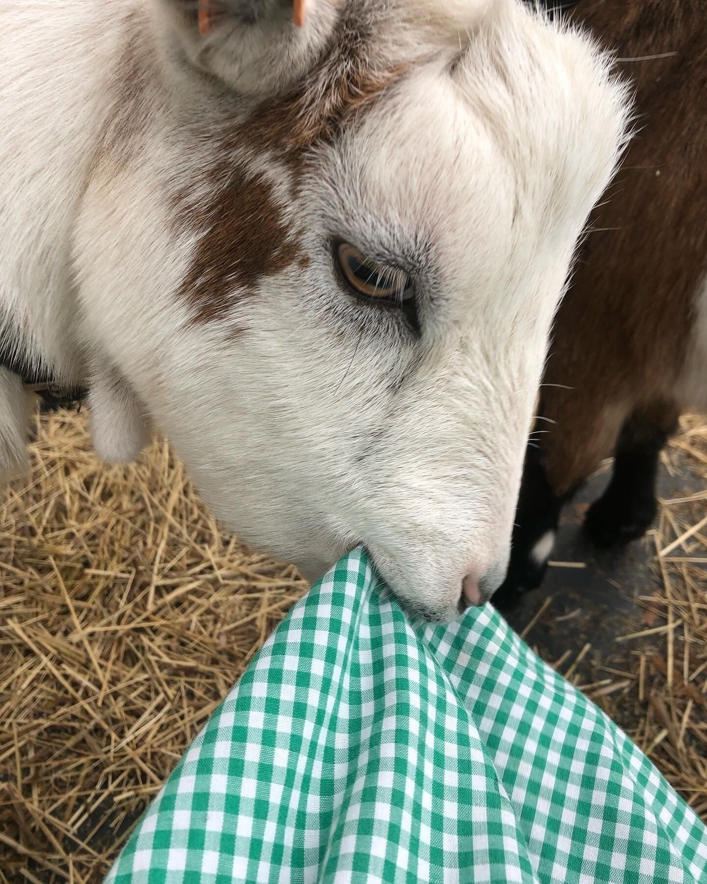 A close-up of a cow's head with a green and white checkered fabric.