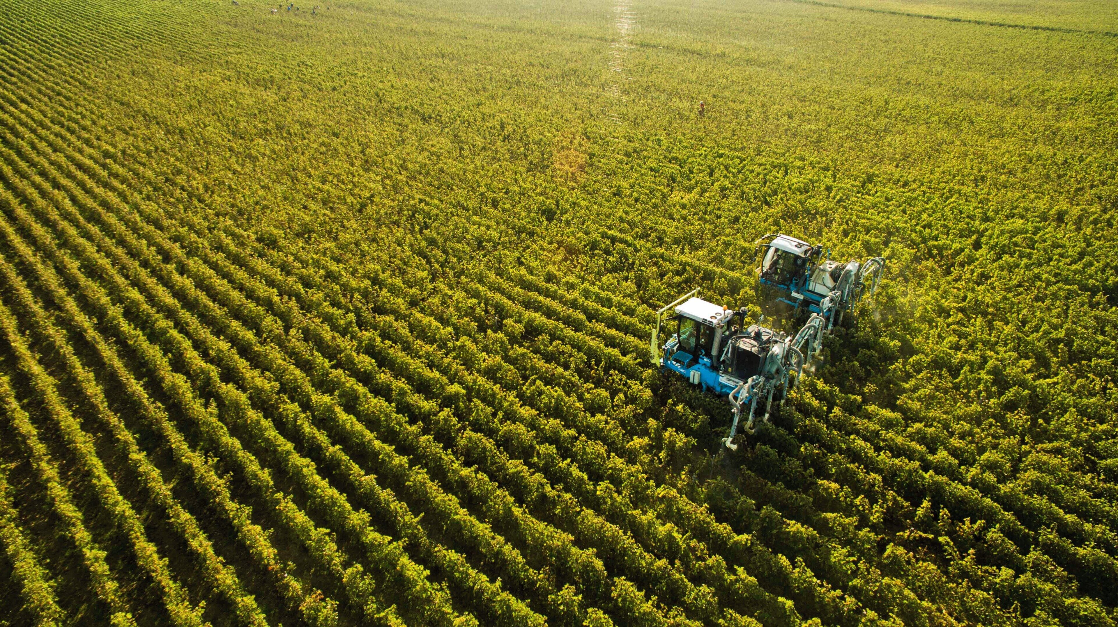 Ein großes Feld mit angeordneten Nutzpflanzen und zwei blauen landwirtschaftlichen Maschinen.