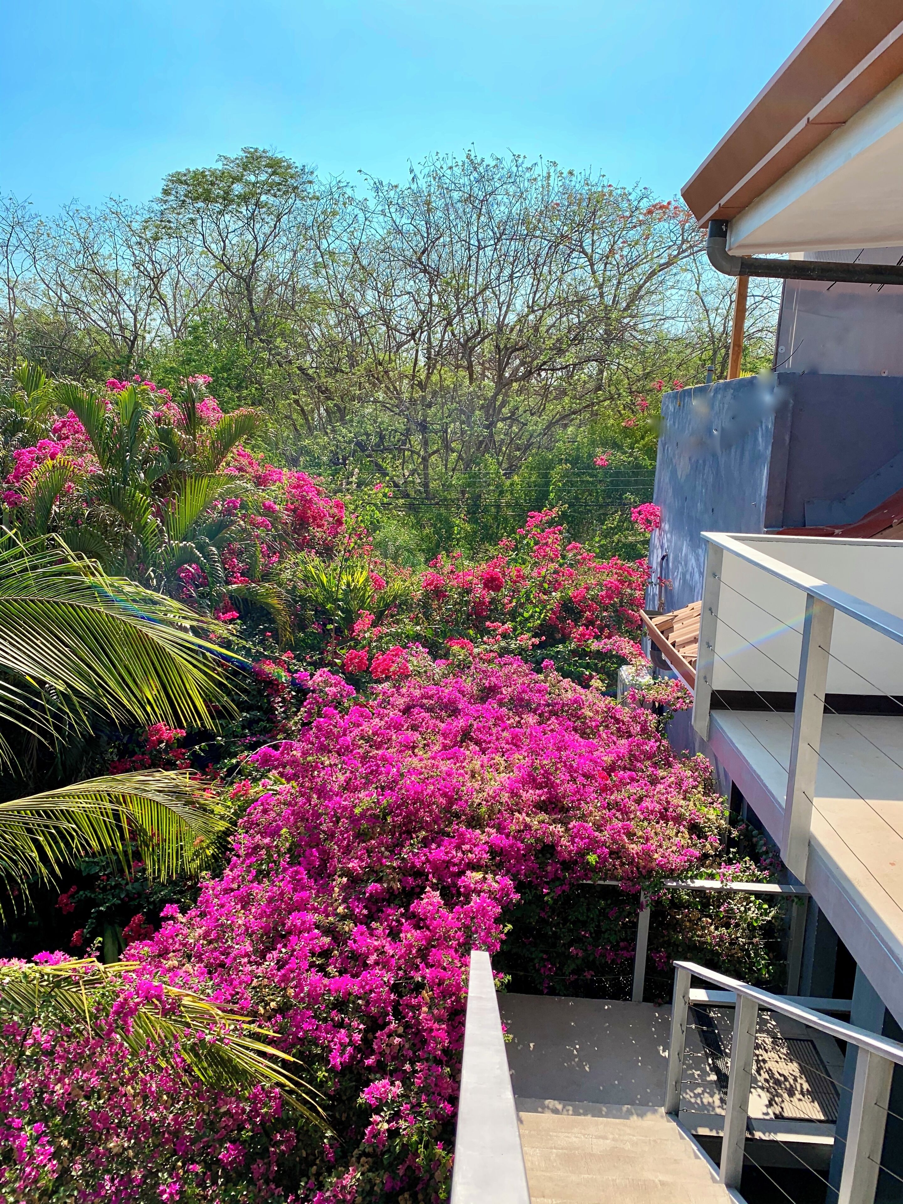A balcony with a view of pink bougainvillea flowers and green foliage.