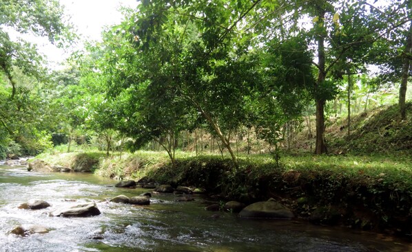 Un río que serpentea por una zona boscosa con rocas y árboles.