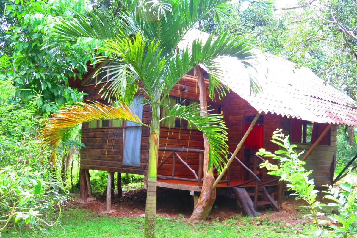 A wooden cabin with a thatched roof, surrounded by lush greenery and a palm tree.