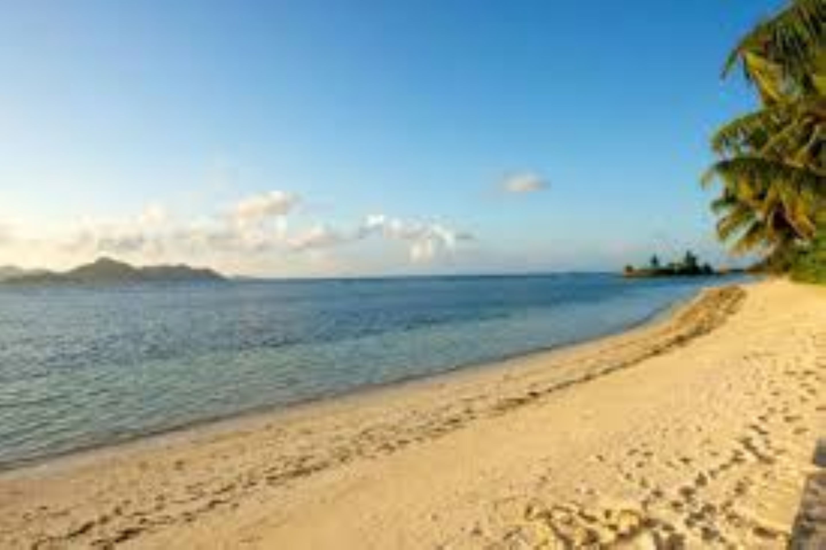 A beach with clear blue water, sandy shore, and palm trees.