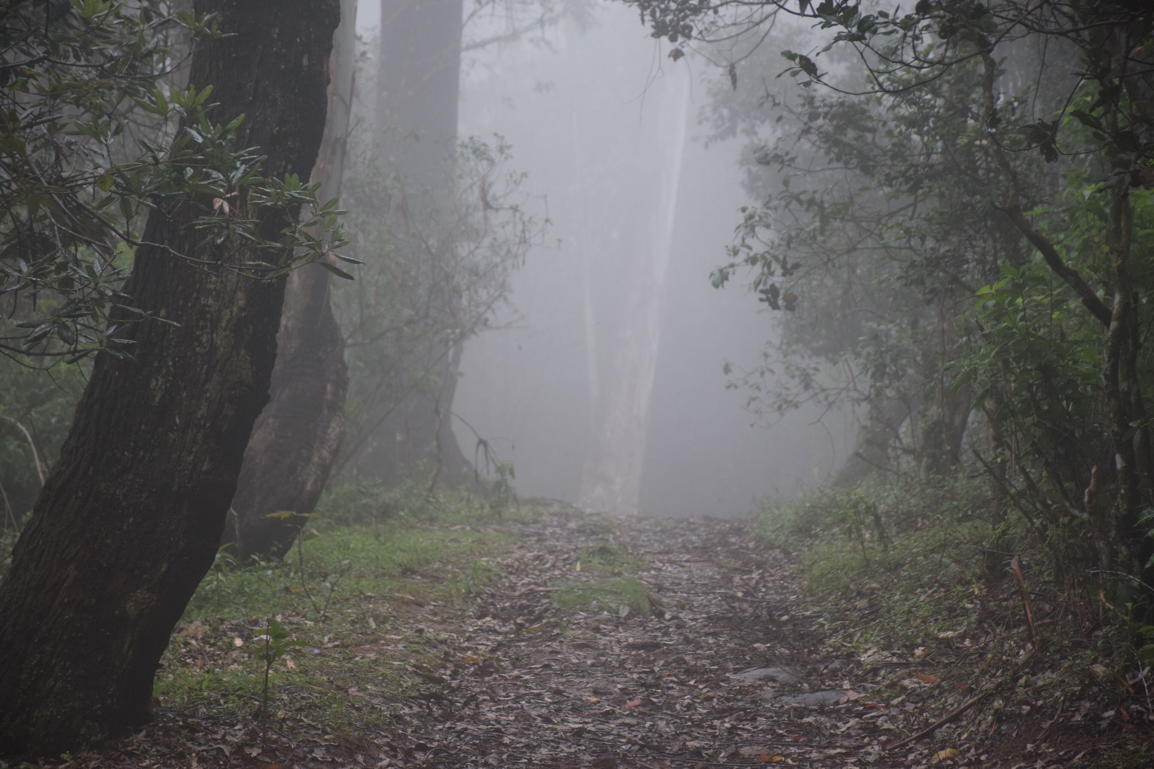 Un sentiero nella foresta, fiancheggiato da alberi.