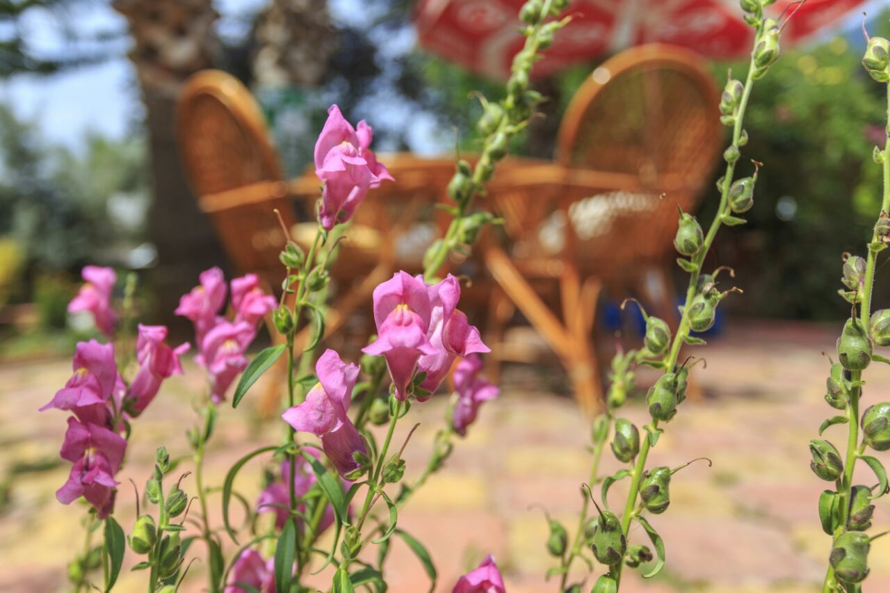 A garden with pink flowers and wooden furniture.