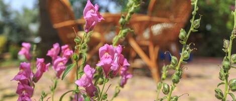 A garden with pink flowers and wooden furniture.