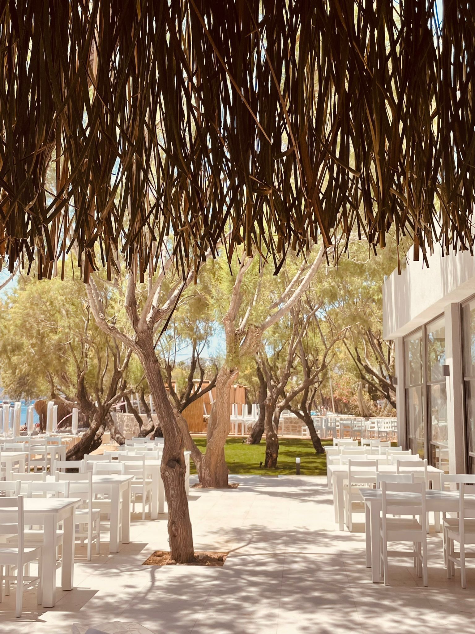 An outdoor seating area with white chairs arranged in rows, surrounded by trees and a building with large windows.